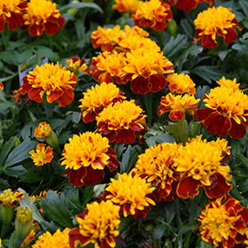 Hot Pak Spry Marigold