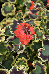 Mrs. Pollock Geranium