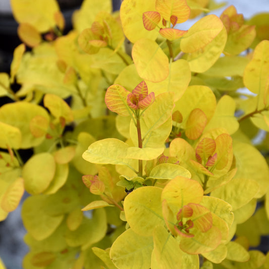 Winecraft Gold Smokebush (Cotinus)
