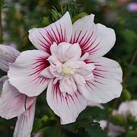 Starblast Chiffon Rose of Sharon