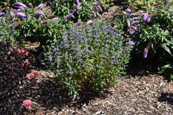 Beyond Midnight Caryopteris