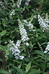 Vanilla Treat Butterfly Bush