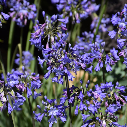 Little Blue Fountain Agapanthus