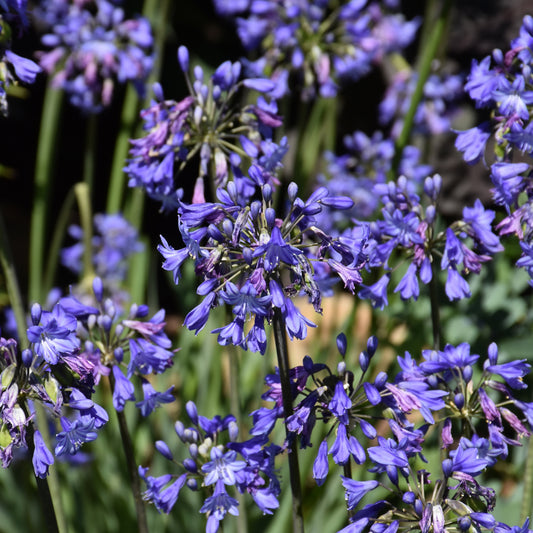 Little Blue Fountain Agapanthus
