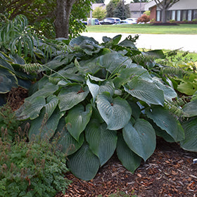 Empress Wu Hosta