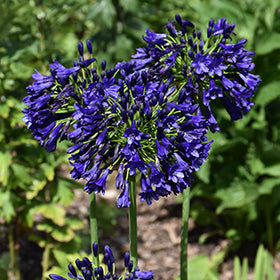 Ever Sapphire Agapanthus