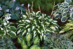 Vulcan Hosta