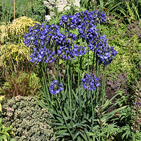 Ever Sapphire Agapanthus