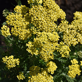 Firefly Sunshine Yarrow (Achillea)