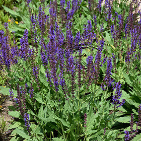 Blue By You Meadow Sage (Salvia)