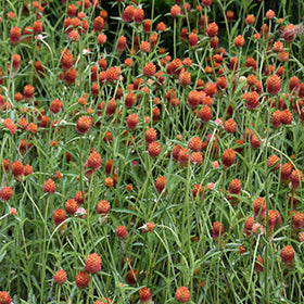 Qis Orange Gomphrena