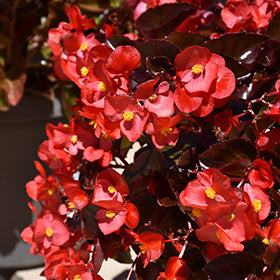 Viking Red on Chocolate Begonia