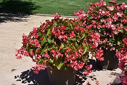 Dragon Wing Pink Begonia