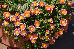 Ocean Sunset Orange Glow Ice Plant (Delosperma)