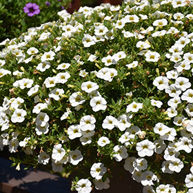 Cabaret Bright White Calibrachoa