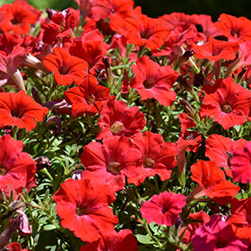 Supertunia Really Red Petunia PW