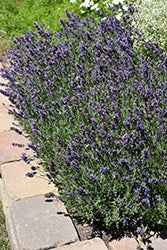 Ellagance Purple Lavender