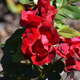 Brick House Rose