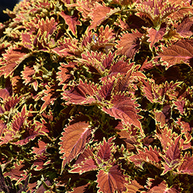 Copperhead Coleus