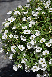 Cabaret Bright White Calibrachoa