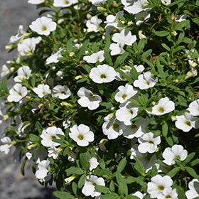 Cabaret Bright White Calibrachoa