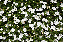 MiniFamous Uno Double White Calibrachoa