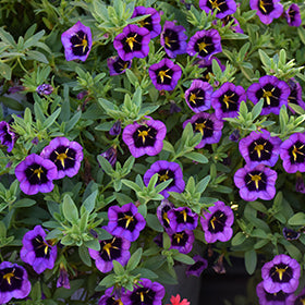 Cabaret Midnight Kiss Calibrachoa