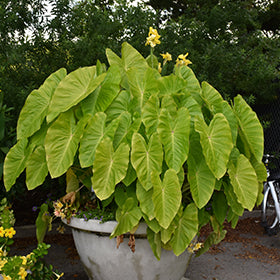 Royal Hawaiian Maui Gold Elephant Ear