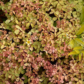 Molten Lava Shamrock PW (Oxalis)