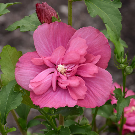 Magenta Chiffon Rose Of Sharon