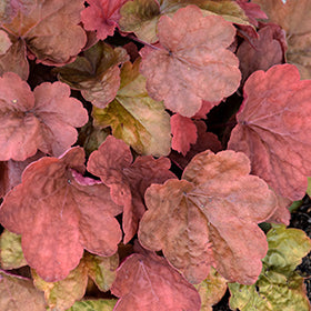 Carnival Cinnamon Stick Coral Bells (Heuchera)