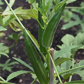 Jambalaya Okra