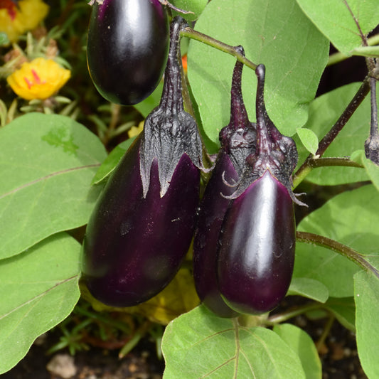 Patio Baby Eggplant