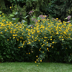 Ox Eye False Sunflower (Heliopsis)