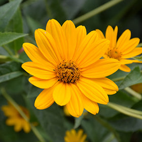 Ox Eye False Sunflower (Heliopsis)
