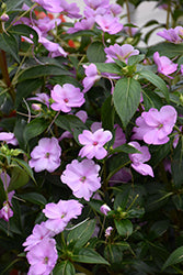 SunPatiens Compact Orchid Blush Impatiens