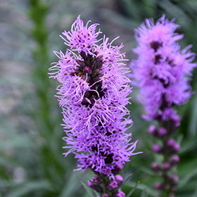 Blazing Star (Liatris)