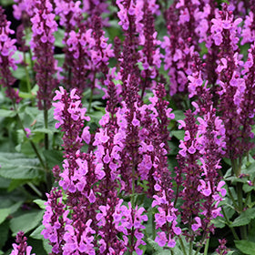 Rose Marvel Meadow Sage (Salvia)