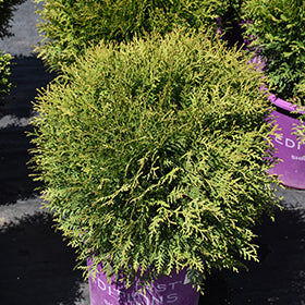 Planet Earth Arborvitae (Thuja)