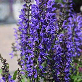 Indiglo Girl Sage (Salvia)