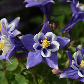 Earlybird Blue and White Columbine (Aquilegia)