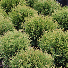 Planet Earth Arborvitae (Thuja)