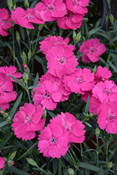 Mad Magenta Pinks (Dianthus)