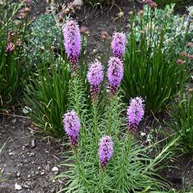 Blazing Star (Liatris)