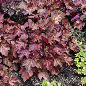 Magma Coral Bells (Heuchera)