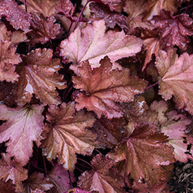 Magma Coral Bells (Heuchera)