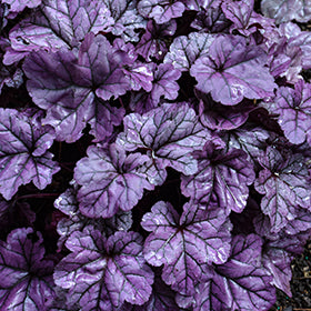 Dolce Wildberry Coral Bells (Heuchera)