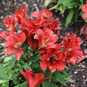 Colorita Kate Alstroemeria (Lily)