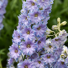 Delgenius Shelby Larkspur (Delphinium)