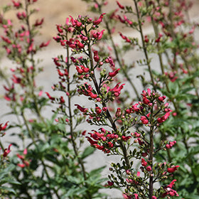 Red Birds In A Tree